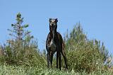 GREYHOUND 059